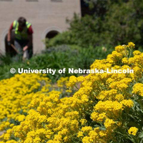 Landscape Services work on the flower beds. Spring is in bloom on East Campus. May 5, 2020. Photo by Gregory Nathan / University Communication.