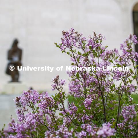 Blooming flowers and bushes on city campus. May 12, 2020. Photo by Craig Chandler / University Communication.