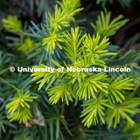 Blooming flowers and bushes on city campus. May 12, 2020. Photo by Craig Chandler / University Communication.