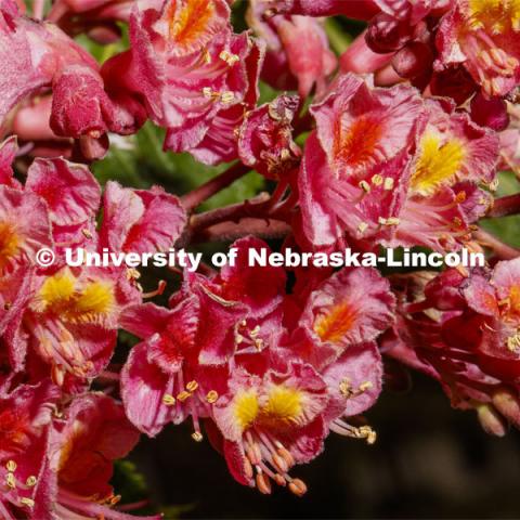 Blooming flowers and bushes on city campus. May 12, 2020. Photo by Craig Chandler / University Communication.