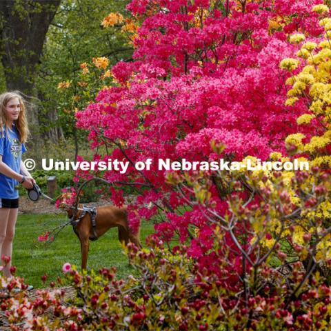 Jordan Renard and her dog pause to look at a Rosy Lights Azalea which is lighting up East Campus' Maxwell Arboretum. East campus blooms. May 12, 2020. Photo by Craig Chandler / University Communication.
