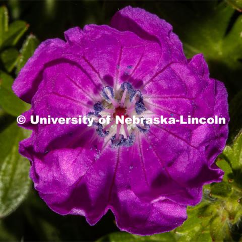 Blooming flowers and bushes on city campus. May 12, 2020. Photo by Craig Chandler / University Communication.