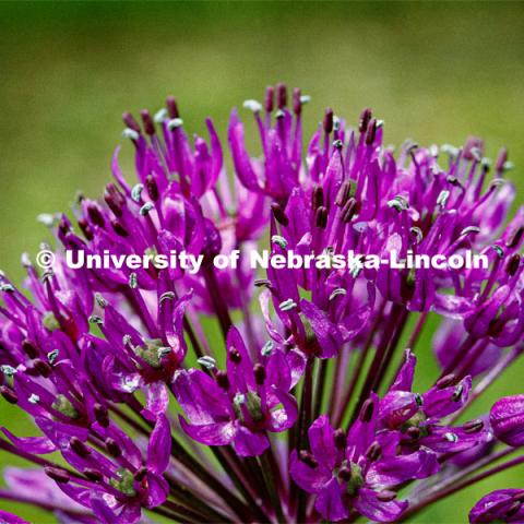 Blooming flowers and bushes on city campus. May 12, 2020. Photo by Craig Chandler / University Communication.