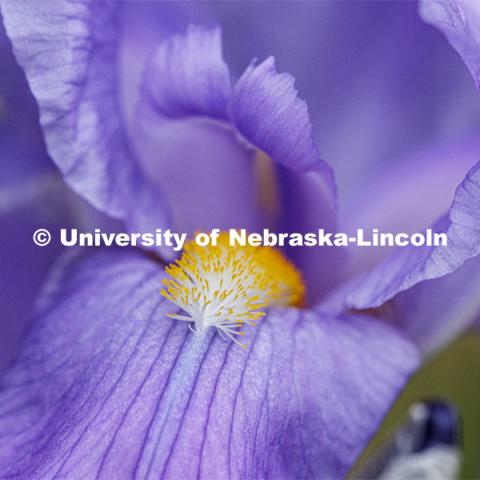 Blooming flowers and bushes on city campus. May 12, 2020. Photo by Craig Chandler / University Communication.