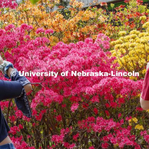 Destinee Turner and Audrey Aven photograph a Rosy Lights Azalea and a Narcissiflorum Rhododendron which are a beacon of color in East Campus' Maxwell Arboretum. East campus blooms. May 12, 2020. Photo by Craig Chandler / University Communication.