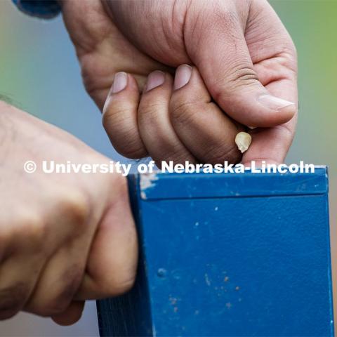 Ravi Mural drops a corn kernel into a hand planter. James Schnable's group hand plants corn and sorghum seeds at the East Campus ag fields. May 20, 2020. Photo by Craig Chandler / University Communication.