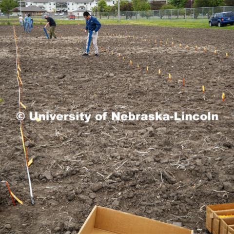 Guangchao Sun plants his section of the field. James Schnable's group hand plants corn and sorghum seeds at the East Campus ag fields. May 20, 2020. Photo by Craig Chandler / University Communication.