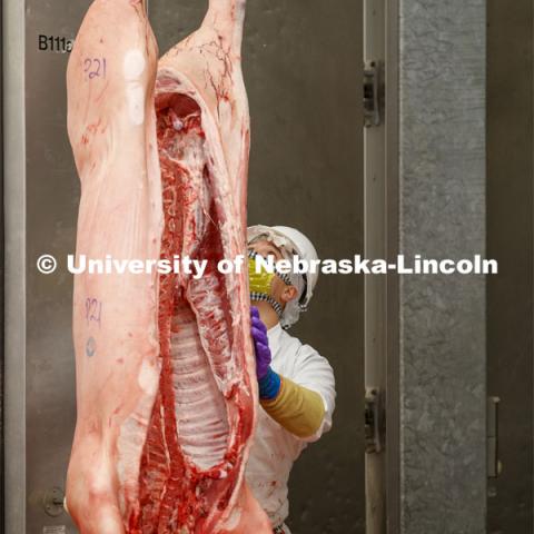 David Velazco, a masters student in Animal Science, moves a pork carcass into the meat lab Thursday. UNL's Loeffel Meat Laboratory in partnership with the Nebraska Pork Producers Association Pork Cares program process more than 1500 pounds of pork for the Food Bank for the Heartland in Omaha. This is the second donation being processed for food banks. Friends and family of Bill and Nancy Luckey of Columbus donated the pigs. The first donation went to the Lincoln Food Bank. The pigs were harvested and processed at the east campus meat lab. May 28, 2020. Photo by Craig Chandler / University Communication.