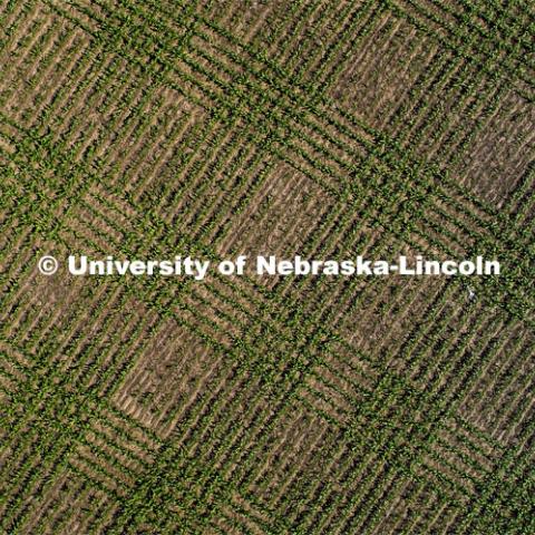 Drone footage shows planting patterns from the air over University of Nebraska’s East campus ag research fields. Quality Protein Popcorn hybrid yield trial by Professor David Holding. The plaid field are newly planted popcorn varieties. The plaid rows are taller corn border rows to isolate the test plots. East Campus ag fields. June 11, 2020. Photo by Craig Chandler / University Communication.