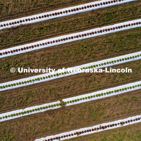 Drone footage shows planting patterns from the air over University of Nebraska’s East campus ag research fields. The white and black plastic rows belong to a vegetable research project by Professor Sam Wortman. Lettuce and pumpkins planted in rows will be treated with herbicides to study crop injury, yield loss, and residue persistence on the produce. East Campus ag fields. June 11, 2020. Photo by Craig Chandler / University Communication.