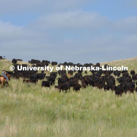 Ranchers ride on horseback to round up the cattle for branding and tagging. Cattle and livestock on the Diamond Bar Ranch north of Stapleton, NE, in the Nebraska Sandhills. June 23, 2020. Photo by Natalie Jones.  Photos are for UNL use only.  Any outside use must be approved by the photographer.