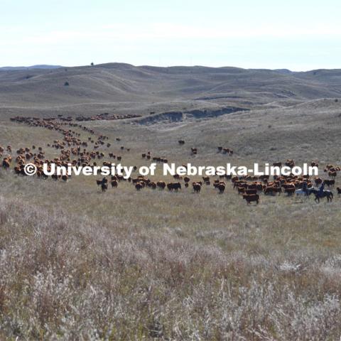 Ranchers ride on horseback to round up the cattle for branding and tagging. Cattle and livestock on the Diamond Bar Ranch north of Stapleton, NE, in the Nebraska Sandhills. June 23, 2020. Photo by Natalie Jones.  Photos are for UNL use only.  Any outside use must be approved by the photographer.