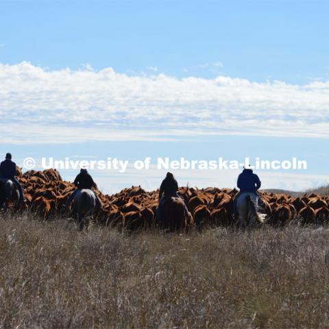 Ranchers ride on horseback to round up the cattle for branding and tagging. Cattle and livestock on the Diamond Bar Ranch north of Stapleton, NE, in the Nebraska Sandhills. June 23, 2020. Photo by Natalie Jones.  Photos are for UNL use only.  Any outside use must be approved by the photographer.