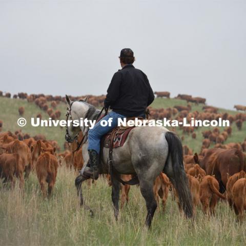 Ranchers ride on horseback to round up the cattle for branding and tagging. Cattle and livestock on the Diamond Bar Ranch north of Stapleton, NE, in the Nebraska Sandhills. June 23, 2020. Photo by Natalie Jones.  Photos are for UNL use only.  Any outside use must be approved by the photographer.