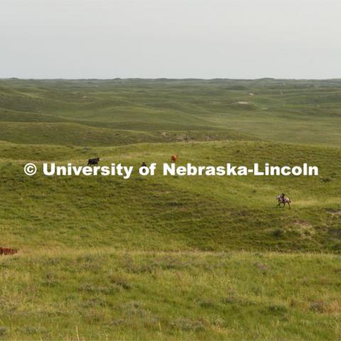 Ranchers ride on horseback to round up the cattle for branding and tagging. Cattle and livestock on the Diamond Bar Ranch north of Stapleton, NE, in the Nebraska Sandhills. June 23, 2020. Photo by Natalie Jones.  Photos are for UNL use only.  Any outside use must be approved by the photographer.