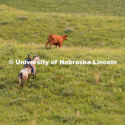 Ranchers ride on horseback to round up the cattle for branding and tagging. Cattle and livestock on the Diamond Bar Ranch north of Stapleton, NE, in the Nebraska Sandhills. June 23, 2020. Photo by Natalie Jones.  Photos are for UNL use only.  Any outside use must be approved by the photographer.