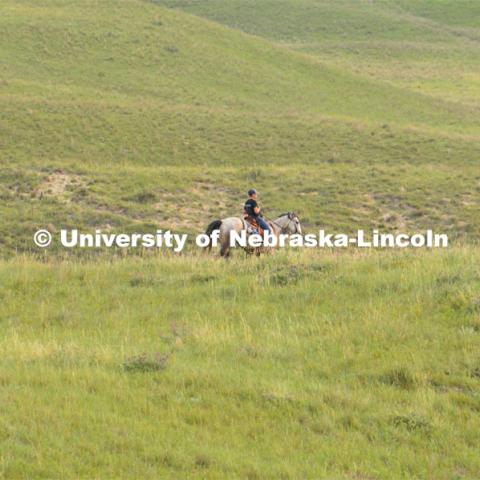 Ranchers ride on horseback to round up the cattle for branding and tagging. Cattle and livestock on the Diamond Bar Ranch north of Stapleton, NE, in the Nebraska Sandhills. June 23, 2020. Photo by Natalie Jones.  Photos are for UNL use only.  Any outside use must be approved by the photographer.