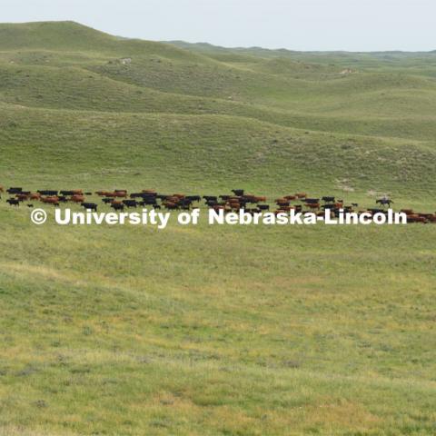 Ranchers ride on horseback to round up the cattle for branding and tagging. Cattle and livestock on the Diamond Bar Ranch north of Stapleton, NE, in the Nebraska Sandhills. June 23, 2020. Photo by Natalie Jones.  Photos are for UNL use only.  Any outside use must be approved by the photographer.