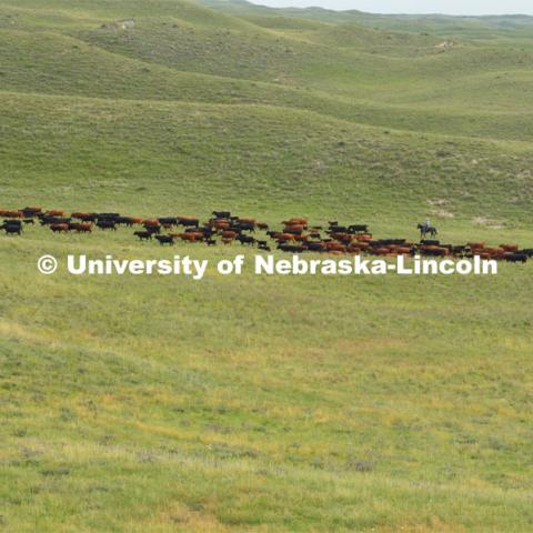 Ranchers ride on horseback to round up the cattle for branding and tagging. Cattle and livestock on the Diamond Bar Ranch north of Stapleton, NE, in the Nebraska Sandhills. June 23, 2020. Photo by Natalie Jones.  Photos are for UNL use only.  Any outside use must be approved by the photographer.