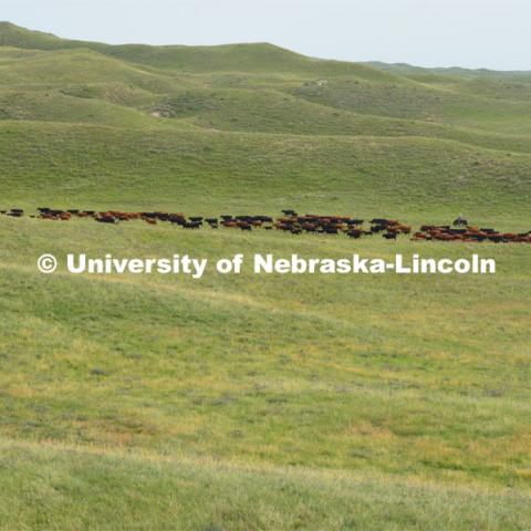 Ranchers ride on horseback to round up the cattle for branding and tagging. Cattle and livestock on the Diamond Bar Ranch north of Stapleton, NE, in the Nebraska Sandhills. June 23, 2020. Photo by Natalie Jones.  Photos are for UNL use only.  Any outside use must be approved by the photographer.