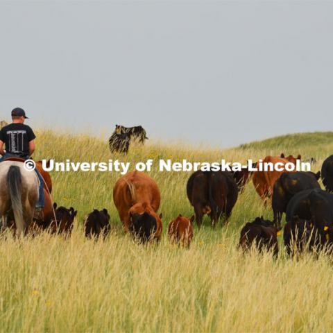 Ranchers ride on horseback to round up the cattle for branding and tagging. Cattle and livestock on the Diamond Bar Ranch north of Stapleton, NE, in the Nebraska Sandhills. June 23, 2020. Photo by Natalie Jones.  Photos are for UNL use only.  Any outside use must be approved by the photographer.