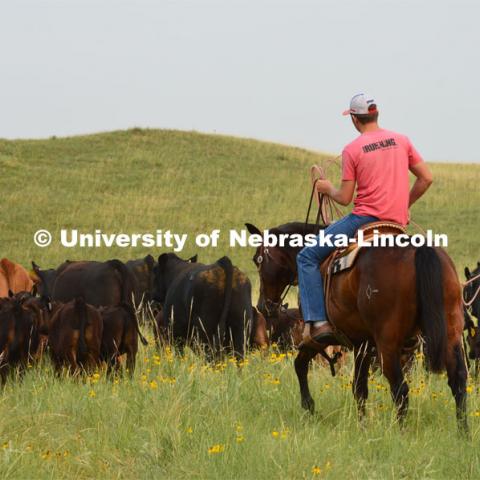 Ranchers ride on horseback to round up the cattle for branding and tagging. Cattle and livestock on the Diamond Bar Ranch north of Stapleton, NE, in the Nebraska Sandhills. June 23, 2020. Photo by Natalie Jones.  Photos are for UNL use only.  Any outside use must be approved by the photographer.