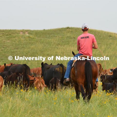 Ranchers ride on horseback to round up the cattle for branding and tagging. Cattle and livestock on the Diamond Bar Ranch north of Stapleton, NE, in the Nebraska Sandhills. June 23, 2020. Photo by Natalie Jones.  Photos are for UNL use only.  Any outside use must be approved by the photographer.