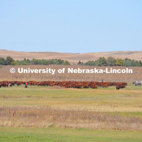 Ranchers ride on horseback to round up the cattle for branding and tagging. Cattle and livestock on the Diamond Bar Ranch north of Stapleton, NE, in the Nebraska Sandhills. June 23, 2020. Photo by Natalie Jones.  Photos are for UNL use only.  Any outside use must be approved by the photographer.