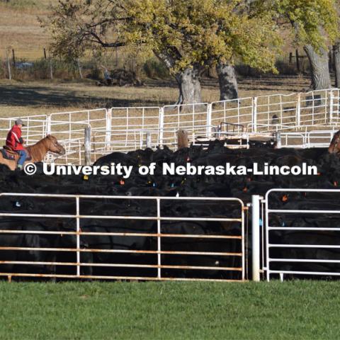 Ranchers ride on horseback to round up the cattle for branding and tagging. Cattle and livestock on the Diamond Bar Ranch north of Stapleton, NE, in the Nebraska Sandhills. June 23, 2020. Photo by Natalie Jones.  Photos are for UNL use only.  Any outside use must be approved by the photographer.