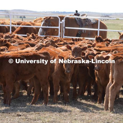 The cattle are corraled so the Ranchers can work them. Ranchers ride on horseback to round up the cattle for branding and tagging. Cattle and livestock on the Diamond Bar Ranch north of Stapleton, NE, in the Nebraska Sandhills. June 23, 2020. Photo by Natalie Jones.  Photos are for UNL use only.  Any outside use must be approved by the photographer.