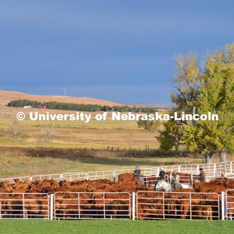 Ranchers ride on horseback to round up the cattle for branding and tagging. Cattle and livestock on the Diamond Bar Ranch north of Stapleton, NE, in the Nebraska Sandhills. June 23, 2020. Photo by Natalie Jones.  Photos are for UNL use only.  Any outside use must be approved by the photographer.