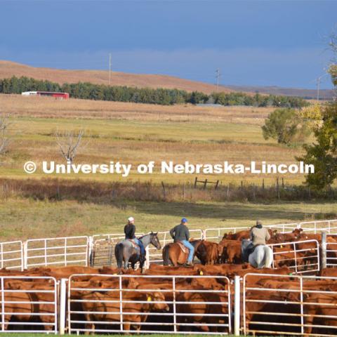 Ranchers ride on horseback to round up the cattle for branding and tagging. Cattle and livestock on the Diamond Bar Ranch north of Stapleton, NE, in the Nebraska Sandhills. June 23, 2020. Photo by Natalie Jones.  Photos are for UNL use only.  Any outside use must be approved by the photographer.