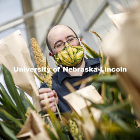 James Schnable was awarded a $2.7M grant to develop method for characterizing gene functions in sorghum. Show here with his research plants in Beedle Greenhouse. June 26, 2020. Photo by Craig Chandler / University Communication.