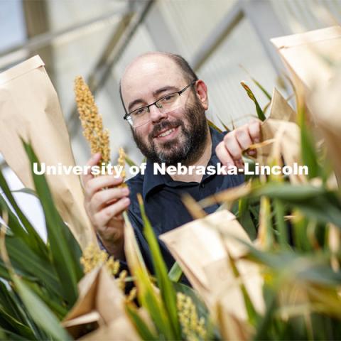 James Schnable was awarded a $2.7M grant to develop method for characterizing gene functions in sorghum. Show here with his research plants in Beedle Greenhouse. June 26, 2020. Photo by Craig Chandler / University Communication.