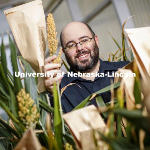 James Schnable was awarded a $2.7M grant to develop method for characterizing gene functions in sorghum. Show here with his research plants in Beedle Greenhouse. June 26, 2020. Photo by Craig Chandler / University Communication.