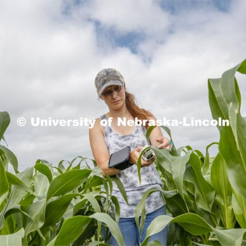 Mackenzie Zwiener, a graduate student in agronomy, takes a photosynthesis measurement of a corn leaf in the research fields at 84th and Havelock. June 30, 2020. Photo by Craig Chandler / University Communication.