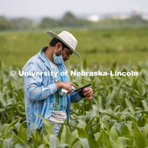 Ravi Mural, post doc in agronomy, takes a photosynthesis measurement of a corn leaf in the research fields at 84th and Havelock. June 30, 2020. Photo by Craig Chandler / University Communication.