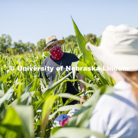 James Schnable talks Christine Smith while supervising students sampling corn plants in each plot using a punch to collect the samples at the University of Nebraska–Lincoln’s Department of Agronomy and Horticulture research fields at 84th and Havelock. The leaf punches will be tested for high throughput RNA and will be tested across it's 30,000 genes and almost 300 metabolites. The student workers are testing the plants as part of James Schnable's research group. July 8, 2020. Photo by Craig Chandler / University Communication.