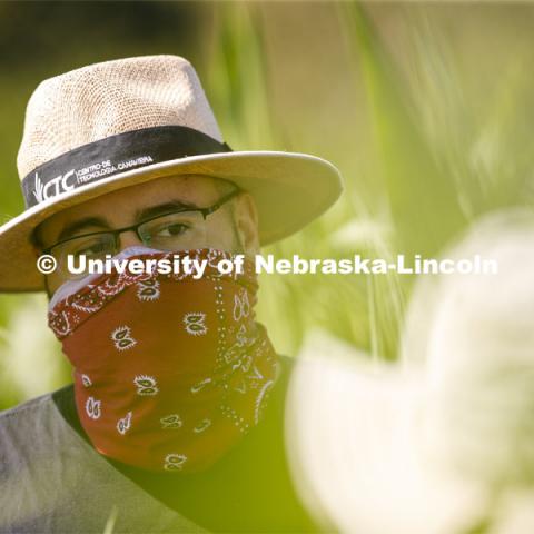 James Schnable talks Christine Smith while supervising students sampling corn plants in each plot using a punch to collect the samples at the University of Nebraska–Lincoln’s Department of Agronomy and Horticulture research fields at 84th and Havelock. The leaf punches will be tested for high throughput RNA and will be tested across it's 30,000 genes and almost 300 metabolites. The student workers are testing the plants as part of James Schnable's research group. July 8, 2020. Photo by Craig Chandler / University Communication.