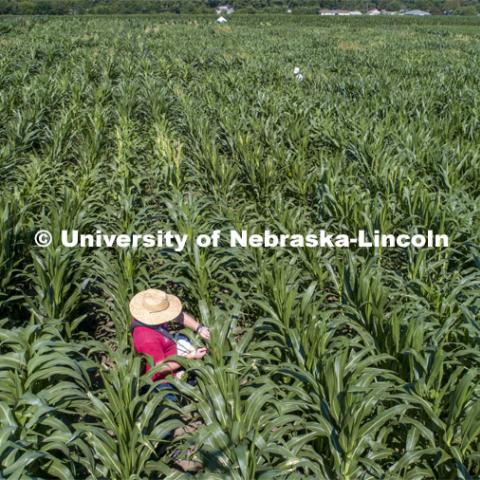 Students use a punch to collect samples from several corn plants in each plot at the University of Nebraska–Lincoln’s Department of Agronomy and Horticulture research fields at 84th and Havelock. The leaf punches will be tested for high throughput RNA and will be tested across it's 30,000 genes and almost 300 metabolites. The student workers are testing the plants as part of James Schnable's research group. July 8, 2020. Photo by Craig Chandler / University Communication.