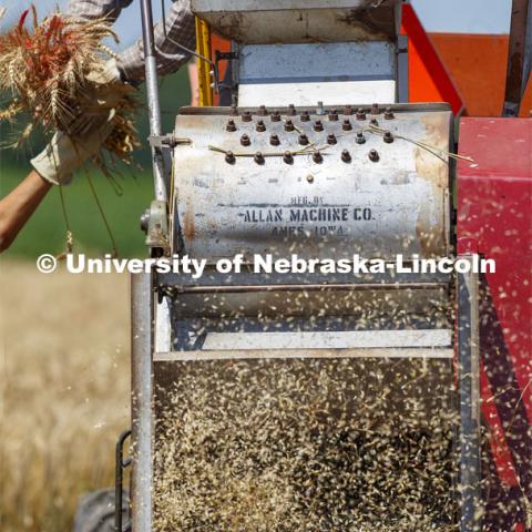 Wheat is harvested by plot planting on Stephen Baenziger, professor and Wheat Growers Presidential Chair in the University of Nebraska–Lincoln’s Department of Agronomy and Horticulture, research fields at 84th and Havelock. July 8, 2020. Photo by Craig Chandler / University Communication.