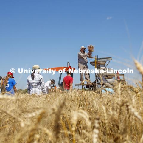 Wheat is harvested by plot planting on Stephen Baenziger, professor and Wheat Growers Presidential Chair in the University of Nebraska–Lincoln’s Department of Agronomy and Horticulture, research fields at 84th and Havelock. July 8, 2020. Photo by Craig Chandler / University Communication.