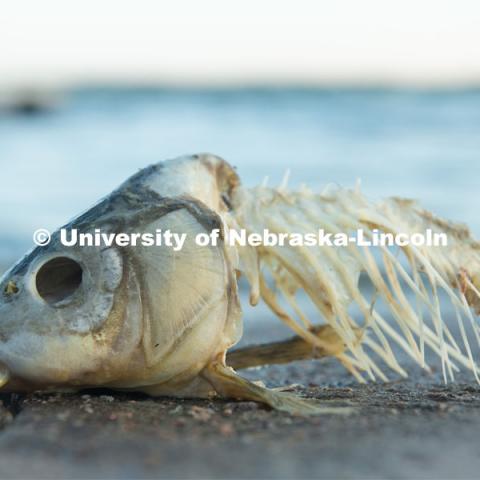 Skeletal remains of a fish on the shore of the Calamus Lake in Central Nebraska. July 9, 2020. Photo by Gregory Nathan / University Communication.