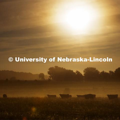 Cows in fog along Highway 43 east of Panama, Nebraska. July 16, 2020. Photo by Craig Chandler / University Communication.