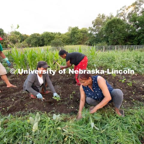 Left to right, Himal Grung his wife Indra, Rabaka and their neighbor Bishnu Subba pull weeds and prepare the soil for seedlings at Cooper Farm in Omaha, Nebraska. July 21, 2020. Photo by Gregory Nathan / University Communication.