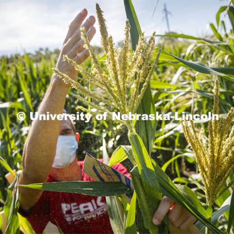 David Holding, Associate Professor of Agronomy and Horticulture, and Caleb Wehrbein, senior in plant biology, pollenating popcorn in test plots on East Campus. July 22, 2020. Photo by Craig Chandler / University Communication.