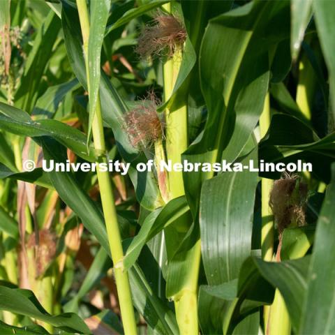 Corn growing in the garden plots at Cooper Farm in Omaha, Nebraska. July 22, 2020. Photo by Gregory Nathan / University Communication.