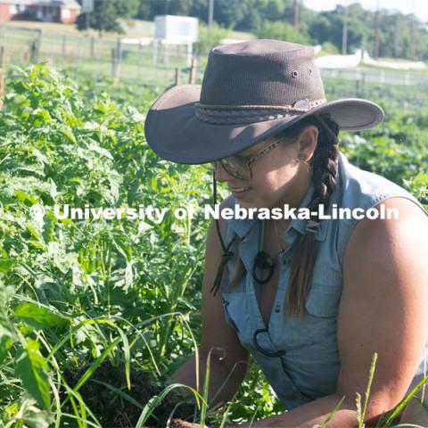 Master Gardeners work the garden at  Cooper Farm in Omaha, Nebraska. July 22, 2020. Photo by Gregory Nathan / University Communication.