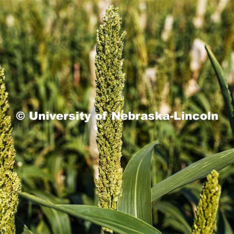 Sorghum grows in test plots on East Campus. July 22, 2020. Photo by Craig Chandler / University Communication.