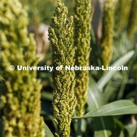 Sorghum grows in test plots on East Campus. July 22, 2020. Photo by Craig Chandler / University Communication.